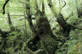 コケの森を選ぶの写真