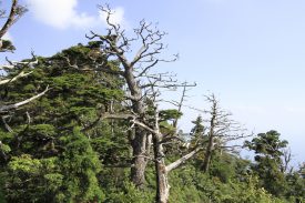 神山展望所の写真