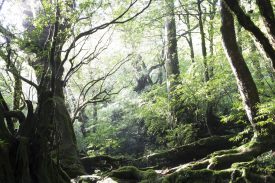 苔むす森の写真